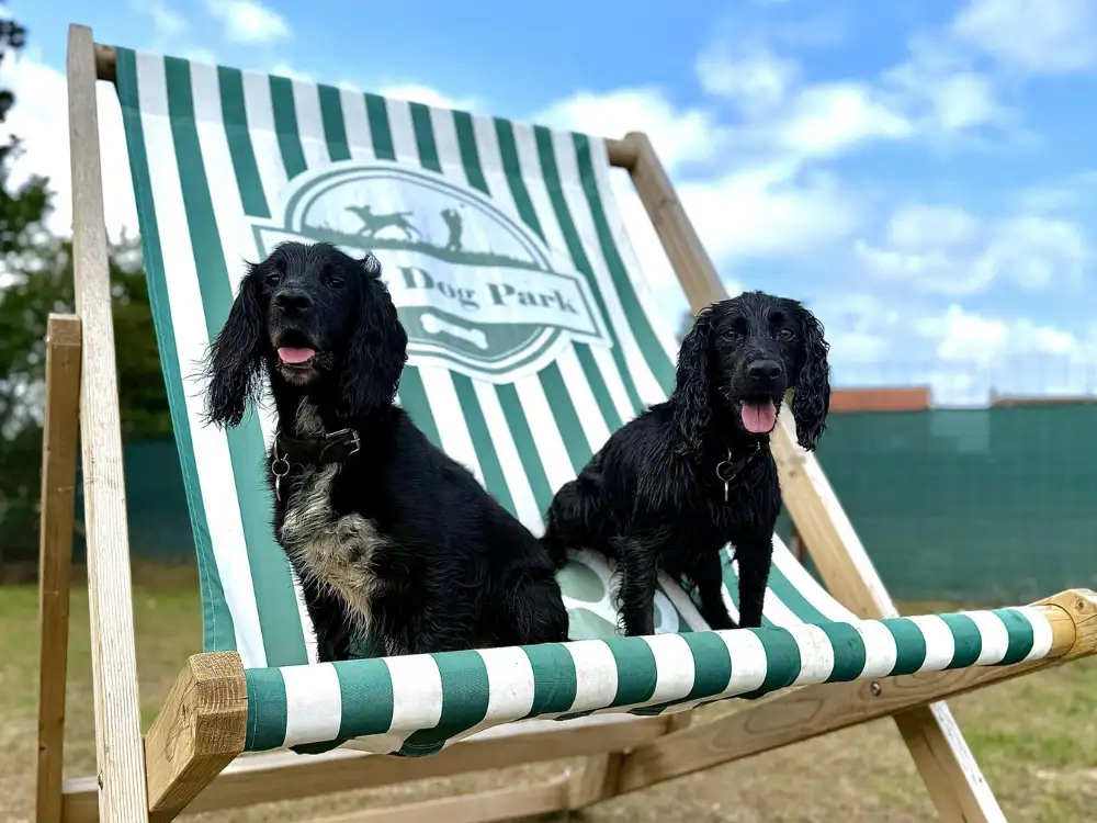 Pooch perfect! York dog park named best in the region – again