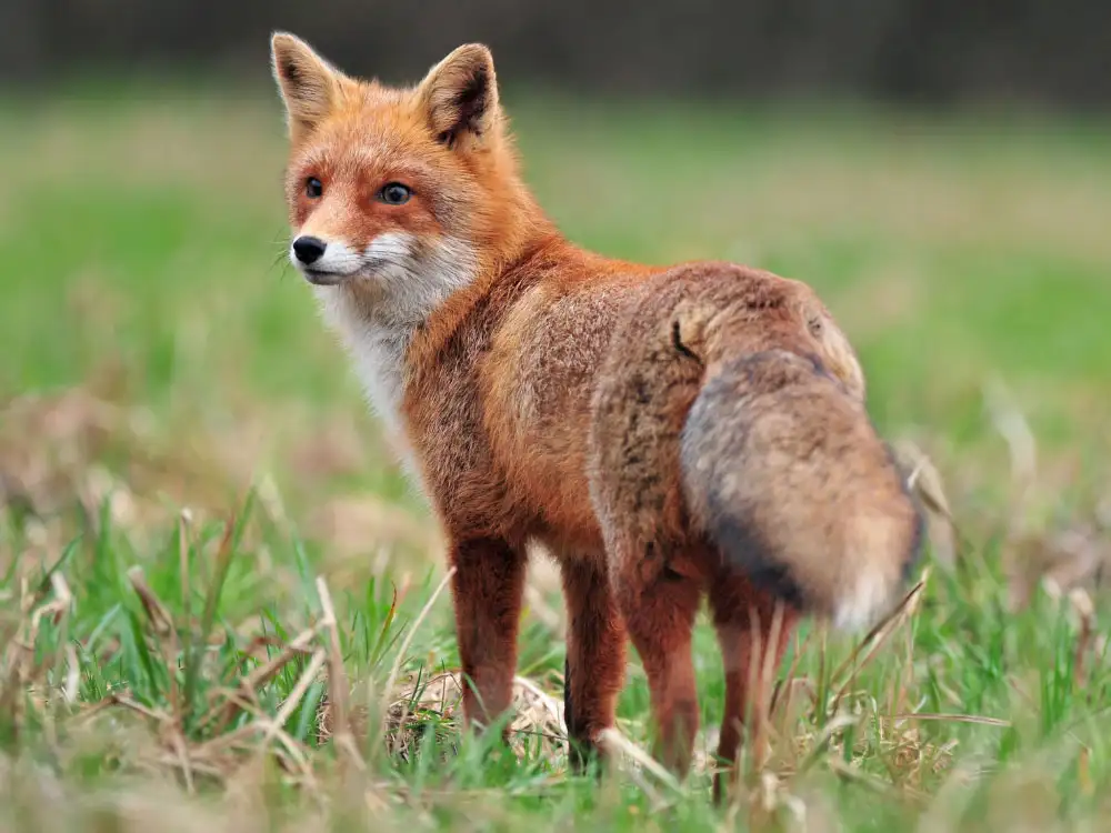 Investigation launched as fox shot dead in York