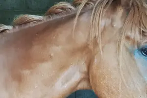 Horse shot and injured near York