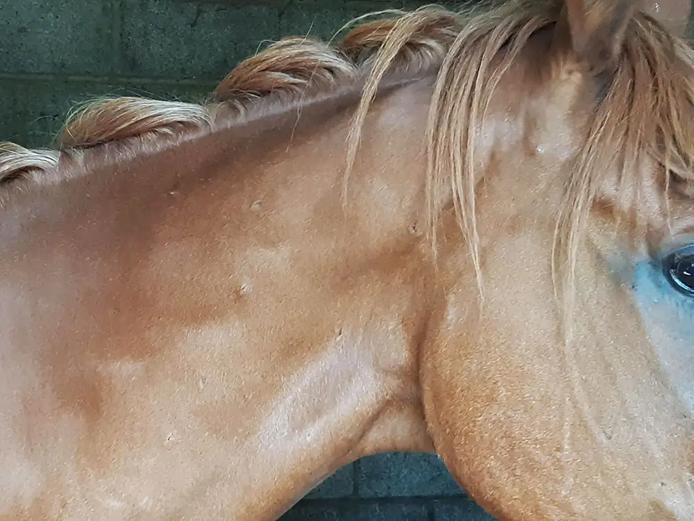 Horse shot and injured near York