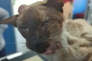 Woman whose starving cats were found in squalor banned from keeping animals