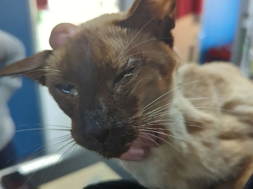 Woman whose starving cats were found in squalor banned from keeping animals