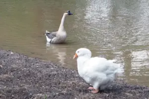Villagers rally round geese as parish council tries to evict them from pond