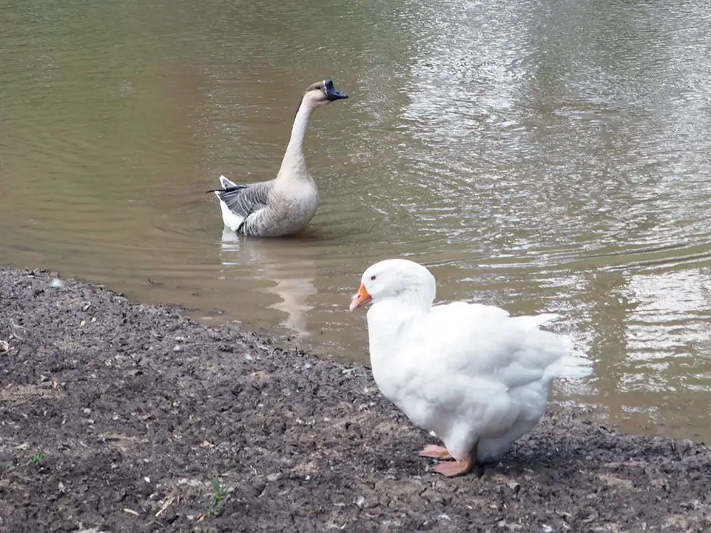 Villagers rally round geese as parish council tries to evict them from pond