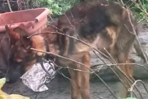 Woman banned from keeping animals after dog starved to death