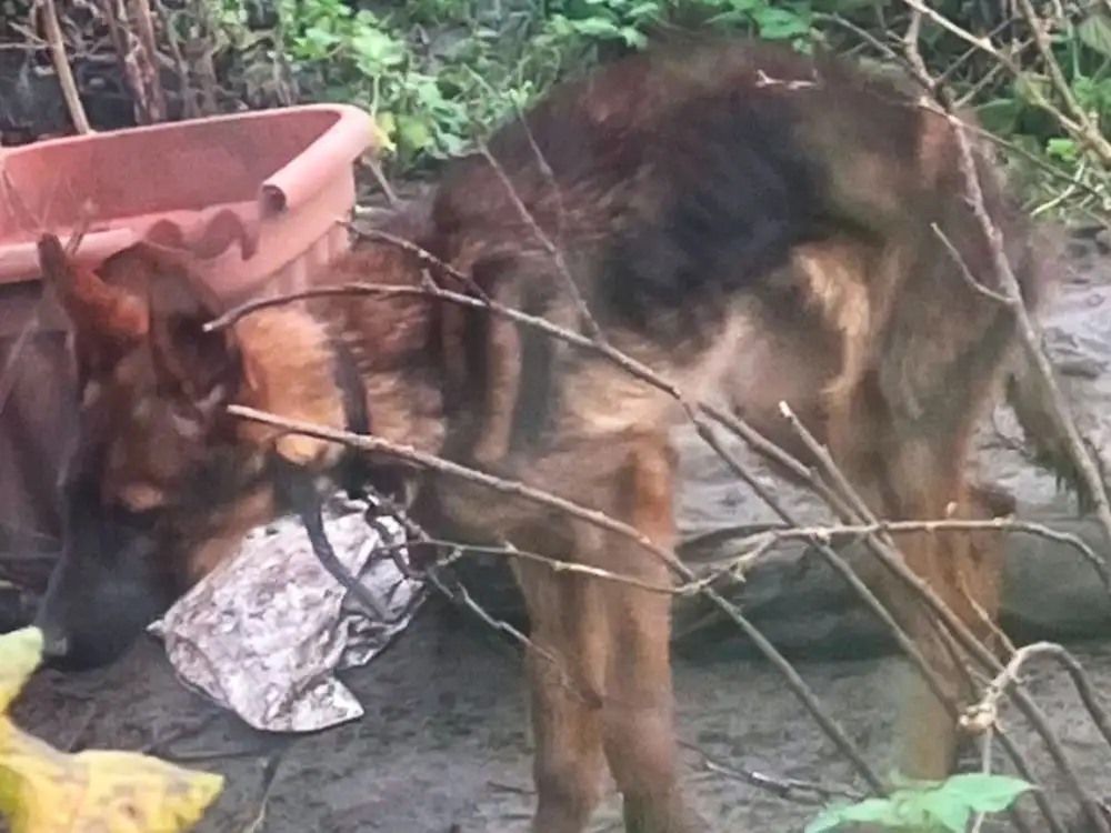 Woman banned from keeping animals after dog starved to death