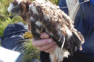 Campaign launched to highlight persecution of birds of prey