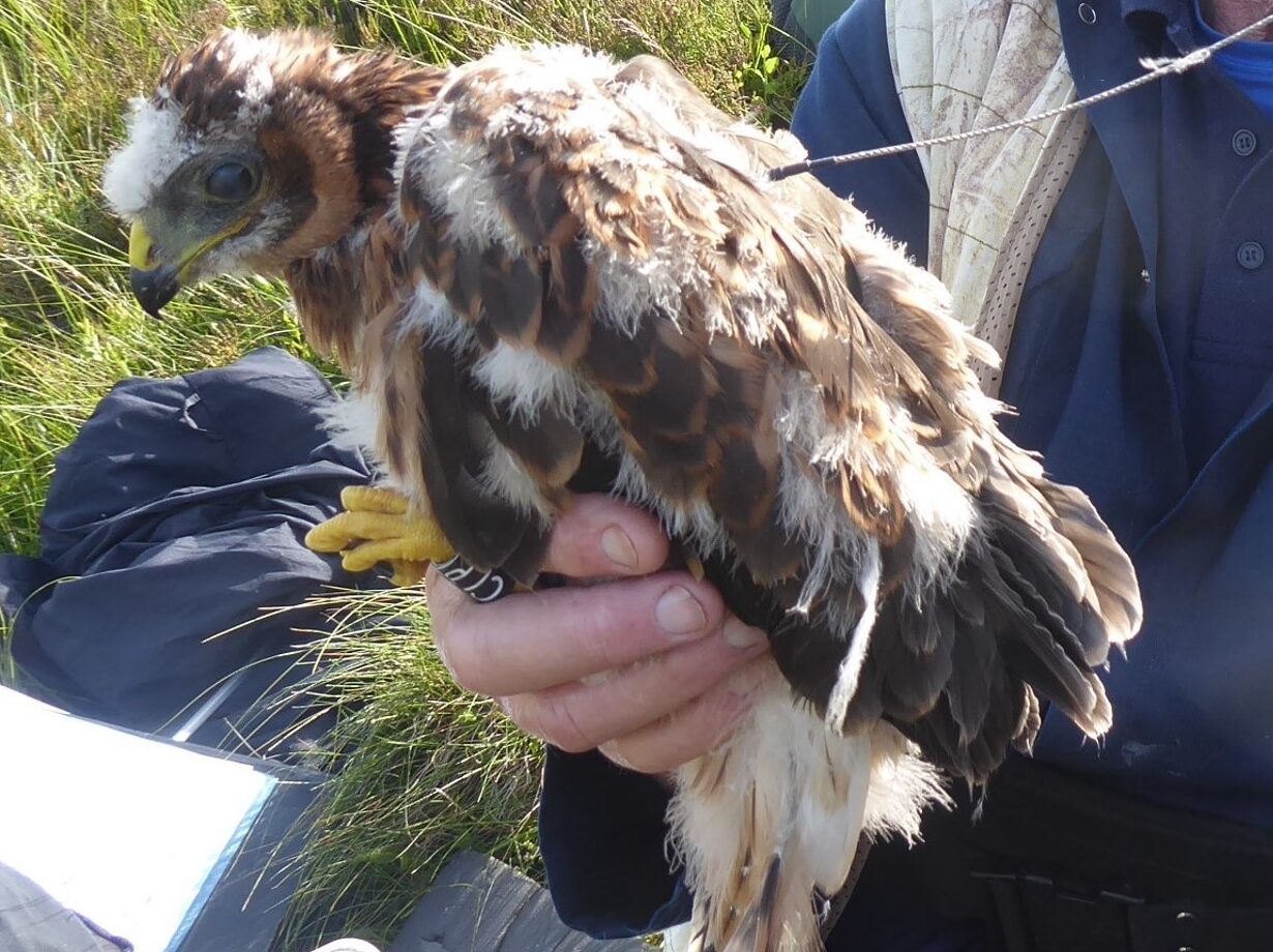 Campaign launched to highlight persecution of birds of prey