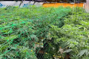 North Yorkshire cannabis factory worth £500K uncovered