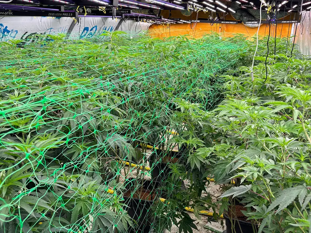 North Yorkshire cannabis factory worth £500K uncovered