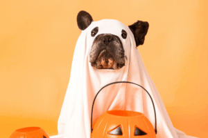 Spark York to host Halloween fancy dress competition – for dogs!
