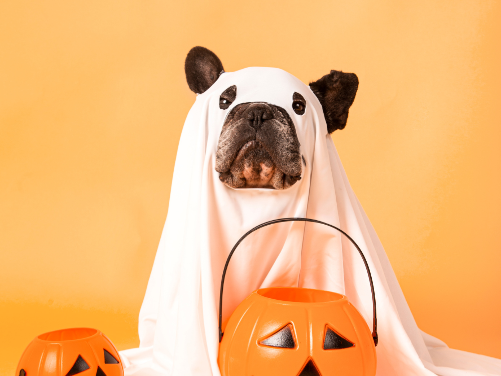 Spark York to host Halloween fancy dress competition – for dogs!