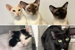 These cats need you! RSPCA has record numbers of pets waiting for homes