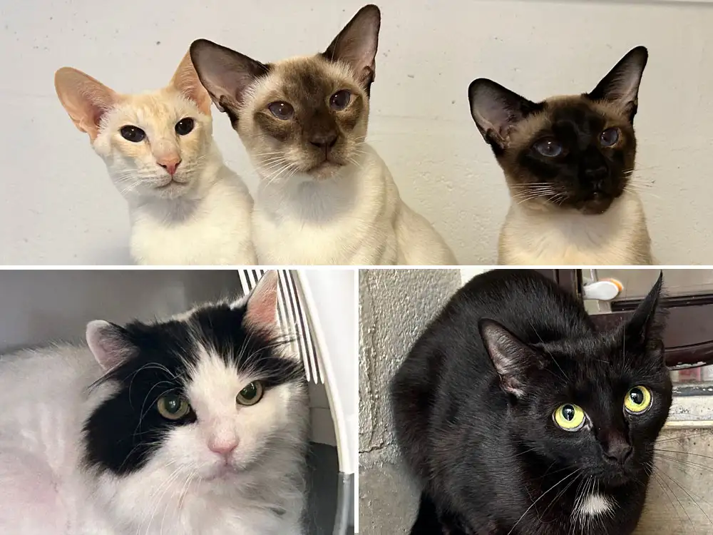 These cats need you! RSPCA has record numbers of pets waiting for homes