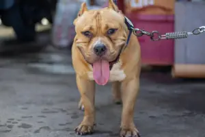 Dog attack in North Yorkshire village – Police search for owner