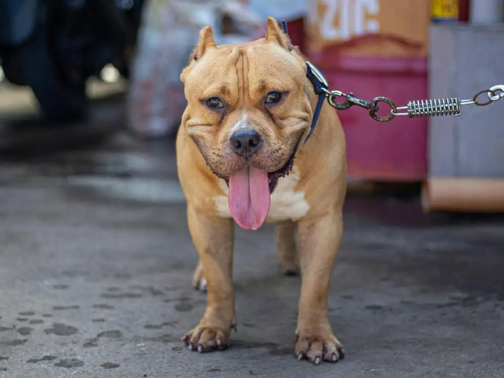 Dog attack in North Yorkshire village – Police search for owner
