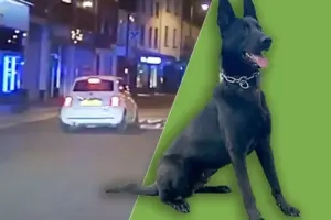 Watch: Speeding driver sparks chase – before he’s brought to justice by police dog