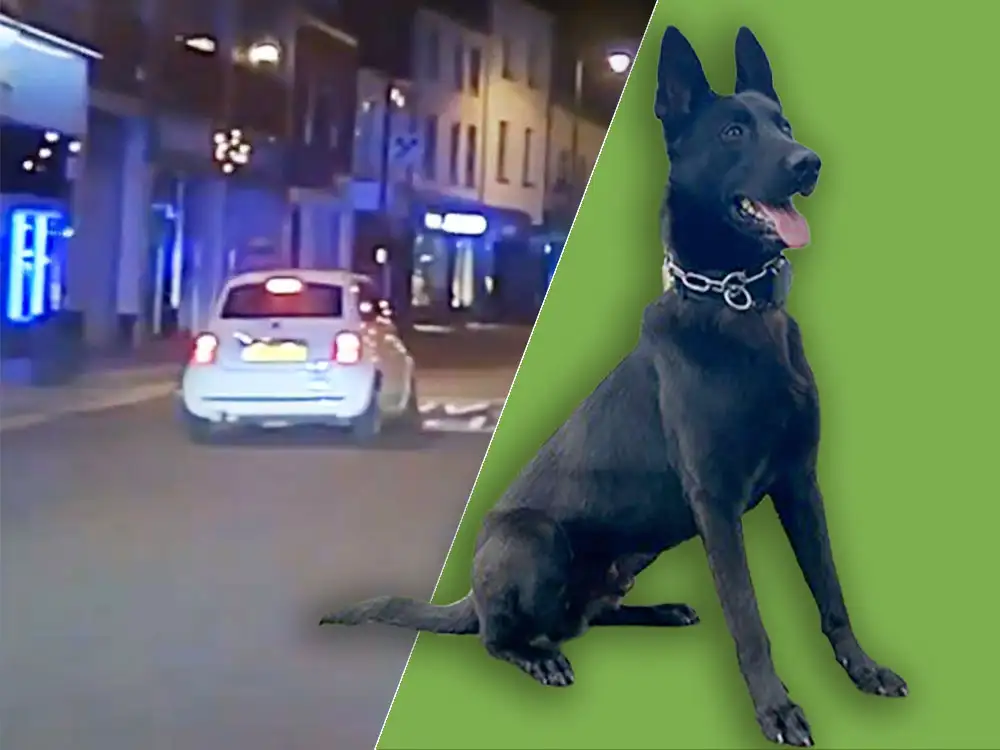 Watch: Speeding driver sparks chase – before he’s brought to justice by police dog