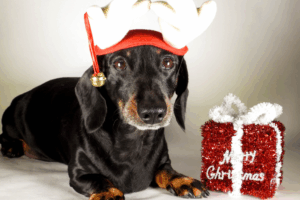 A festive sausage dog party is returning to York