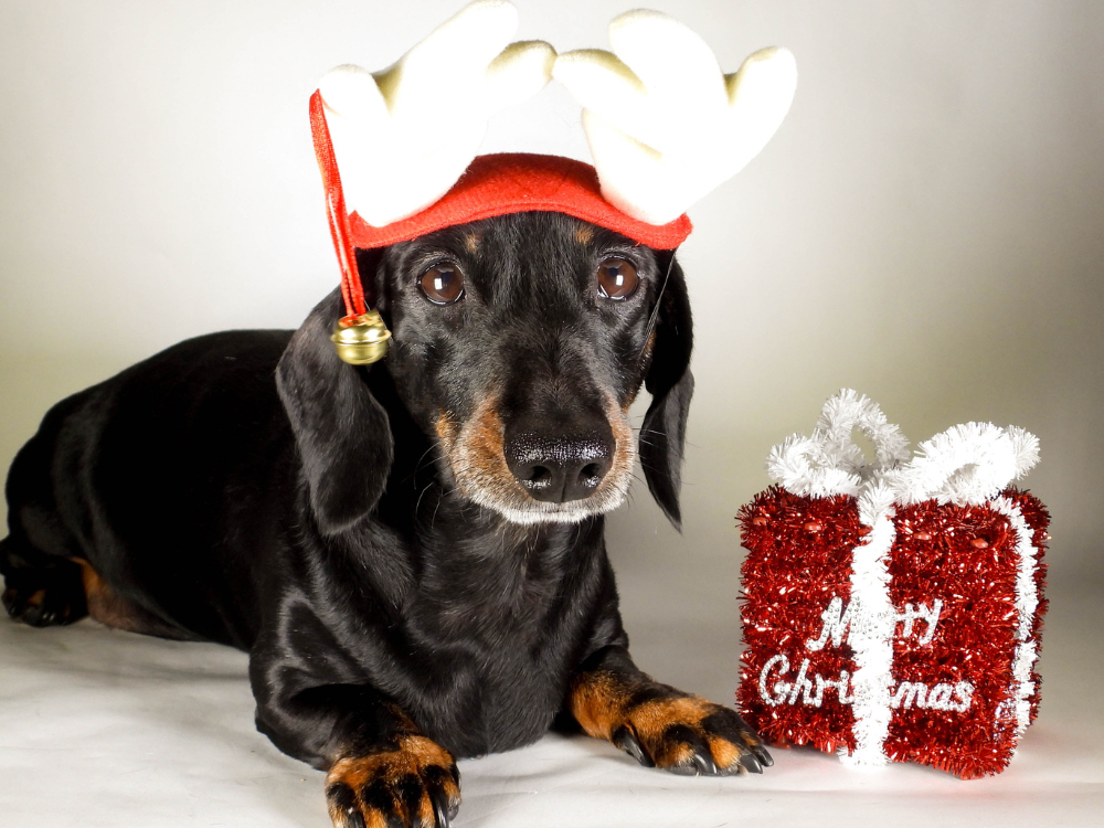 A festive sausage dog party is returning to York