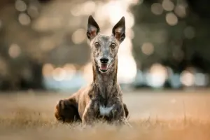 Yorkshire Greyhound Tracks Adjusting to Changing Times