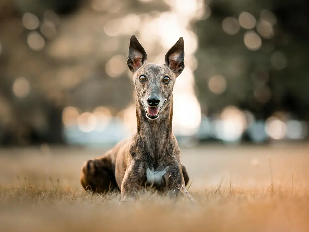 Yorkshire Greyhound Tracks Adjusting to Changing Times