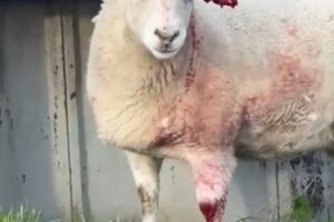 Sheep attacked by a dog on a riverbank