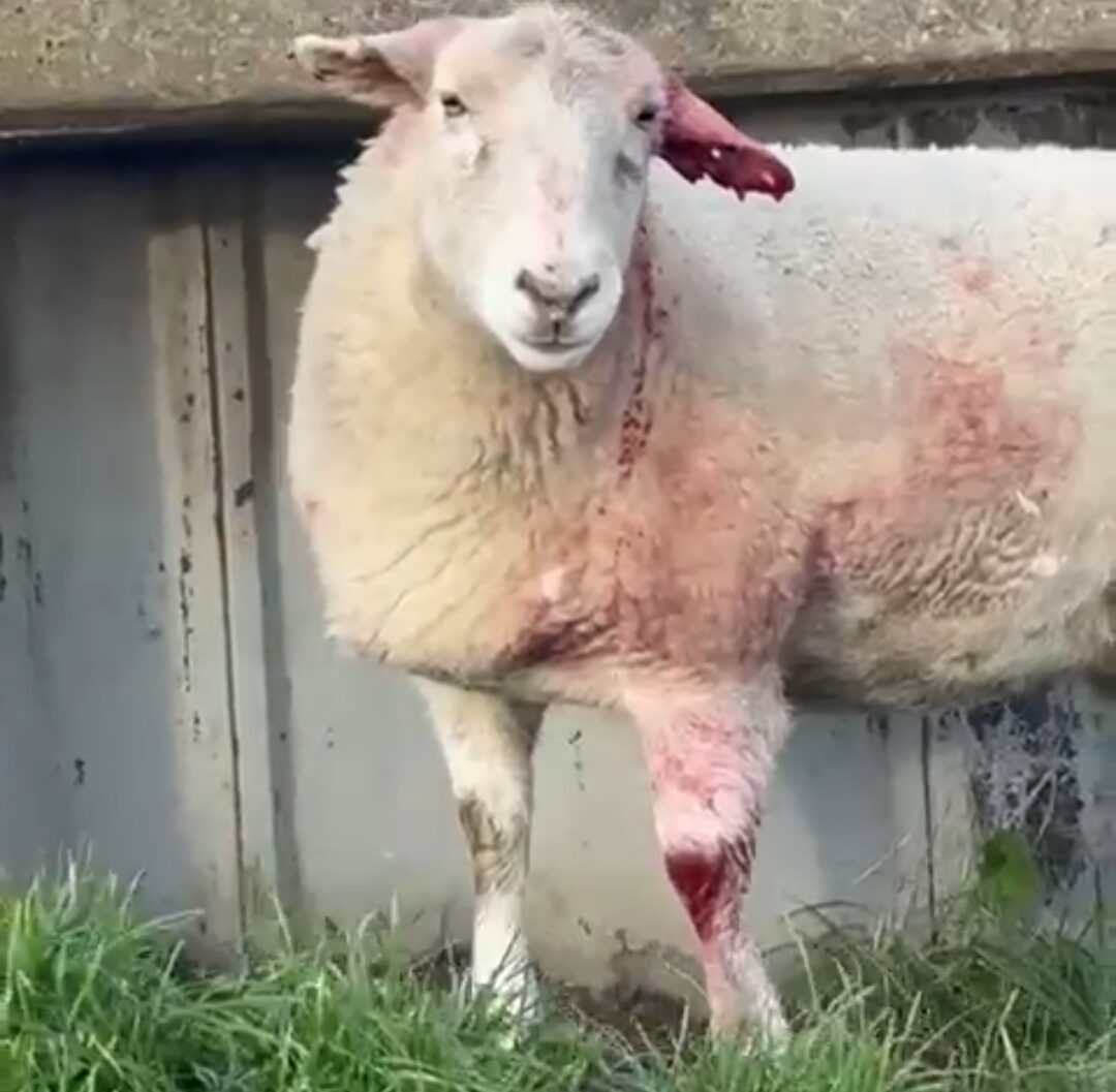 Sheep attacked by a dog on a riverbank