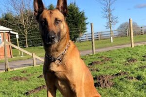 Police pay tribute to Buzz