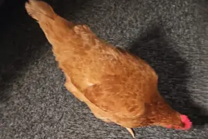 Updated: Egg-borough police crack the case of the missing chicken