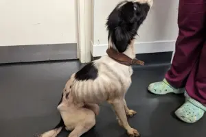 Dog discovered hours from death in North Yorkshire finds loving home with vet