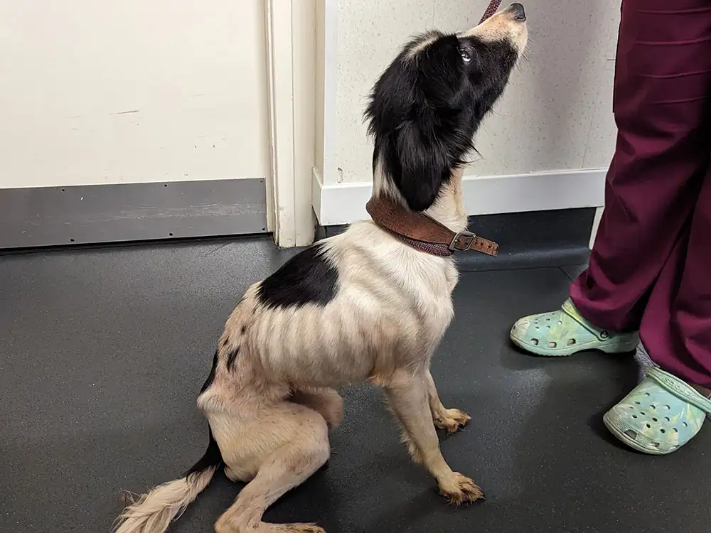 Dog discovered hours from death in North Yorkshire finds loving home with vet