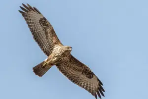 Former gamekeeper for Malton estate fined for killing buzzard