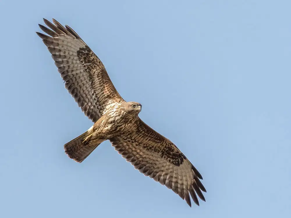 Former gamekeeper for Malton estate fined for killing buzzard