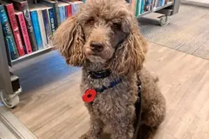 Could you help train a Hearing Dog like Pasha?