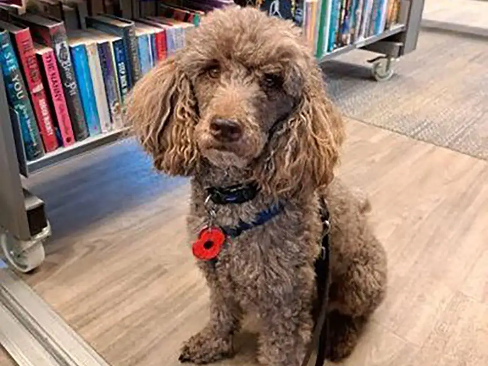 Could you help train a Hearing Dog like Pasha?