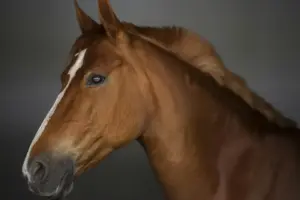 Which horses failed to fire over Christmas?