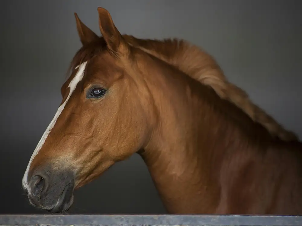Which horses failed to fire over Christmas?