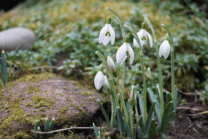Gardens near York stage month-long snowdrop celebration