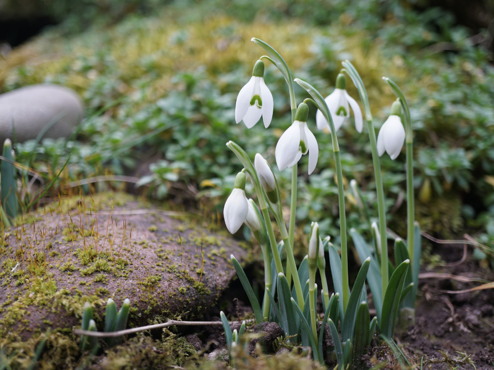 Gardens near York stage month-long snowdrop celebration