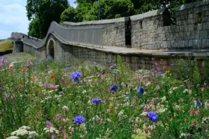 Planting of wildflowers on York walls set to expand