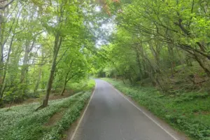 Car crashes into tree in Scarborough