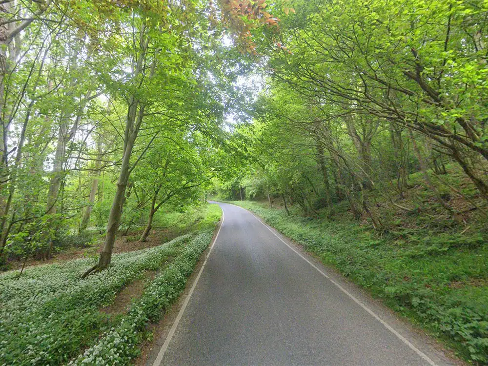 Car crashes into tree in Scarborough