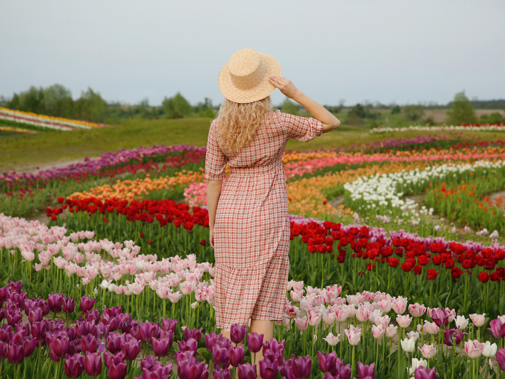 More than 250,000 tulips on display at North Yorkshire farm’s first flower festival