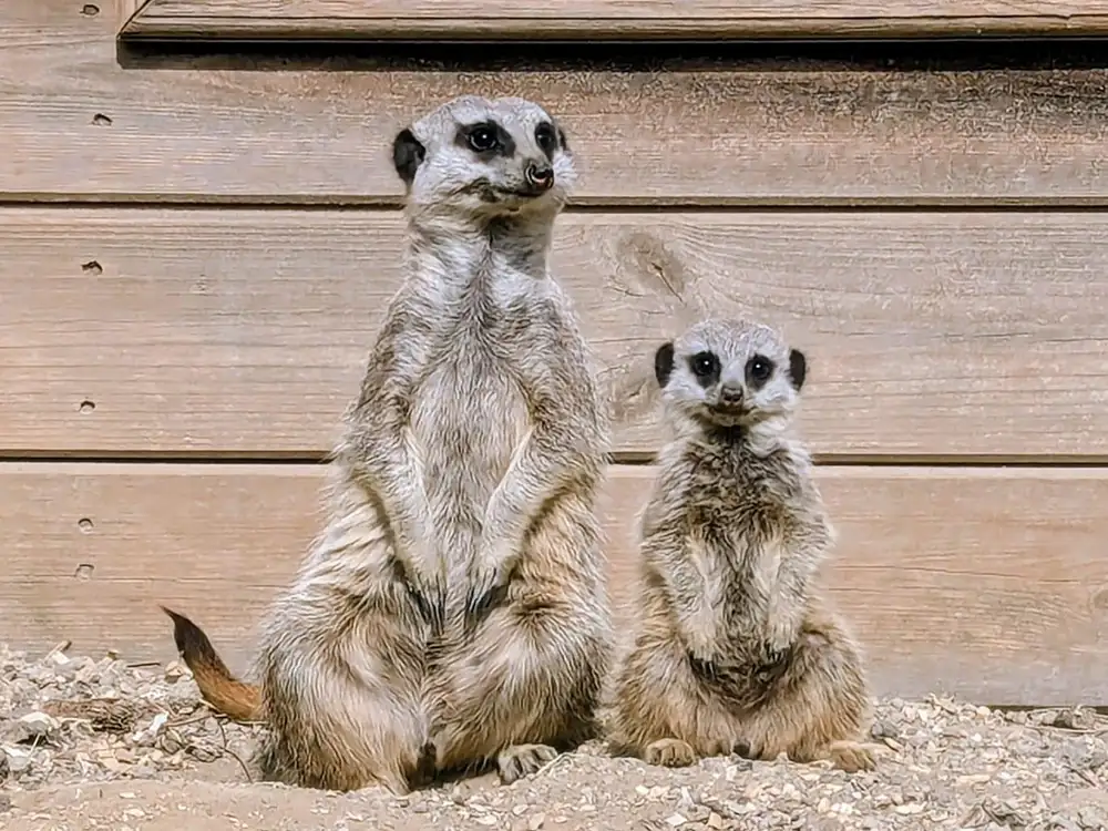 WIN a 4 person Meerkat Encounter at Askham Bryan Wildlife & Conservation Park York