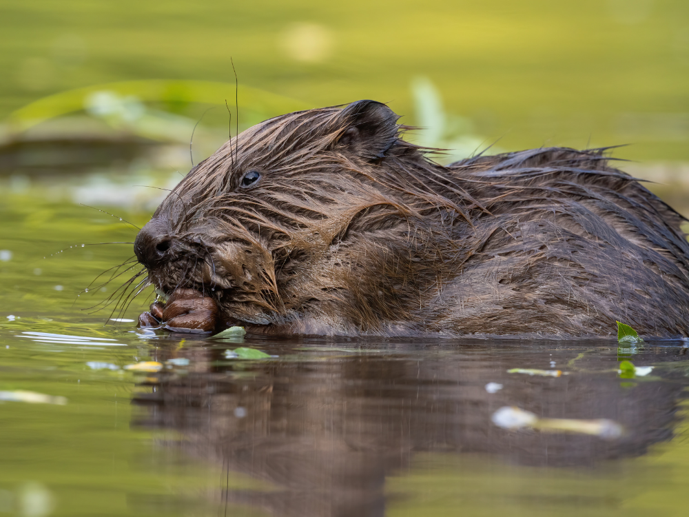Flamingo Land create new facility for Eurasian beavers