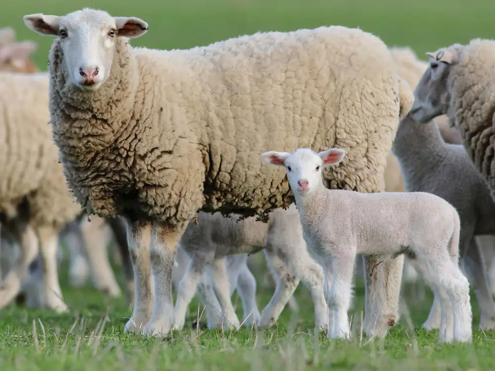 Lambs badly injured in dog attack