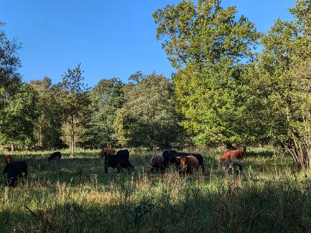 Appeal launched to raise £250K to save York’s oldest nature reserve