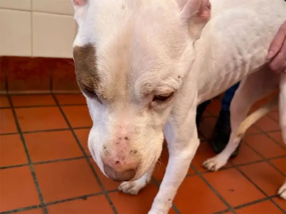 Investigation launched after ‘emaciated’ dog left outside York pub