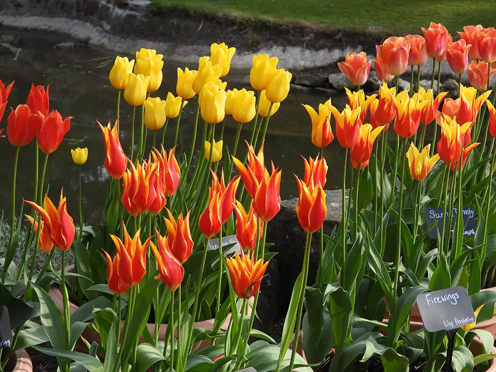‘Spectacular’ flower festival to return to venue near York